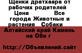 Щенки дратхаара от рабочих родителей › Цена ­ 22 000 - Все города Животные и растения » Собаки   . Алтайский край,Камень-на-Оби г.